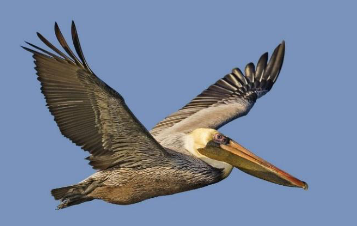 Pelican