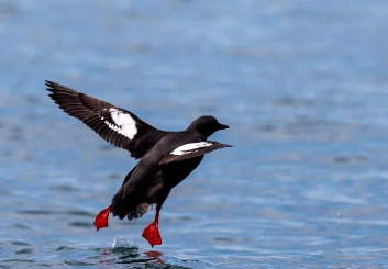 Pigeon Guillemot