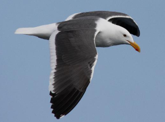 Western gull