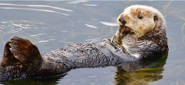 Sea Otter