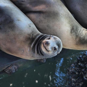 Sea Lion