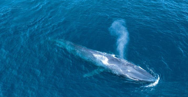 Blue Whale