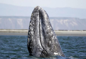 Grey Whale
