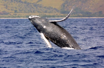 Humpback