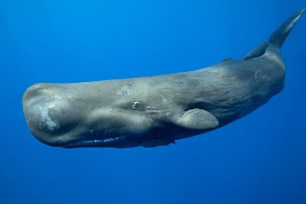 Sperm Whale