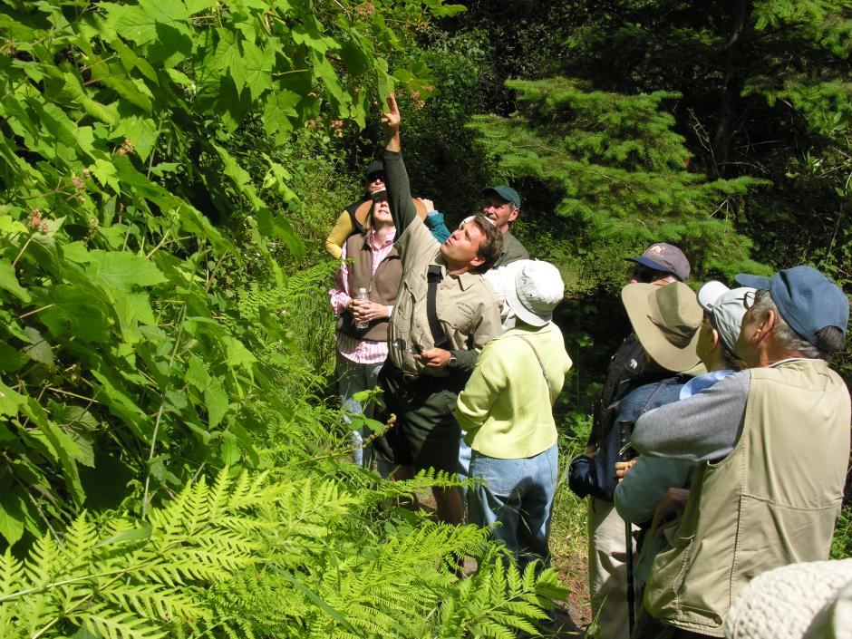 pogonip/rincon trail