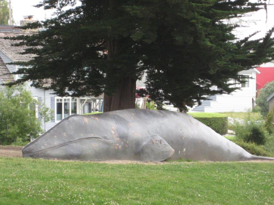 Whale at Tyrrell Park 007